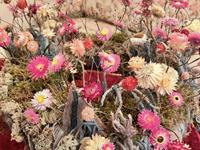 Brněnská růže 2024