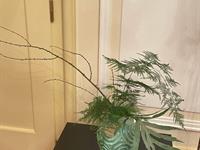 Brněnská růže 2025 