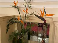 Brněnská růže 2025 