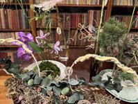 Brněnská růže 2025 