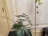 Brněnská růže 2025 