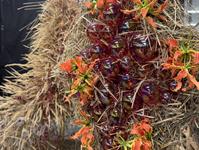 Foto z Vánočního semináře 2025  