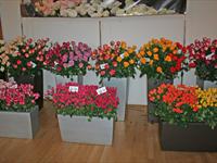 Fotogalerie z ročníku 2009