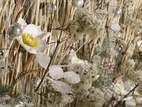 Brněnská růže 2014 – Fotogalerie soutěžní práce