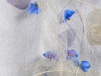 Brněnská růže 2014 – Fotogalerie soutěžní práce