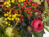 Brněnská růže 2014 – Fotogalerie soutěžní práce