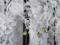 Brněnská růže 2014 – Fotogalerie soutěžní práce
