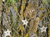 Brněnská růže 2014 – Fotogalerie soutěžní práce