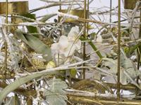 Brněnská růže 2014 – Fotogalerie soutěžní práce