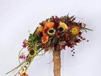 Brněnská růže 2014 – Fotogalerie soutěžní práce