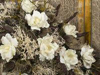 Brněnská růže 2014 – Fotogalerie soutěžní práce